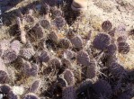 Opuntia cymochila, river bottom, winter, Albuquerque, NM