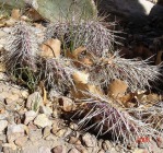 Opuntia cymochila, winter, Albuquerque, NM