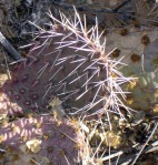 Opuntia cymochila, winter, spiny form