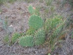 Opuntia cymochila, Abileen, TX