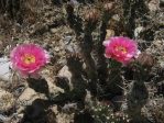 Opuntia-debreczyi, Railroad St, Rifle, CO