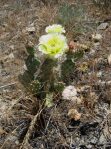 Opuntia-debreczyi, Railroad St, Rifle, CO