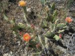 Opuntia-debreczyi, Railroad St, Rifle, CO