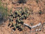 Opuntia debreczyi, Mule Canyon Ruins, UT