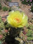 Opuntia debreczyi, Western Colorado Botanical Gardens, Grand Junction, CO