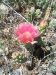 Opuntia debreczyi, Meeker, CO