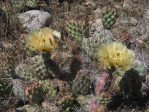 Opuntia debreczyi, Meeker, CO