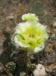 Opuntia debreczyi, Meeker, CO