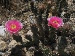 Opuntia debreczyi, Meeker, CO