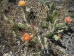 Opuntia debreczyi, Meeker, CO