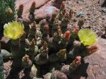 Opuntia debreczyi 'Potatoes', Western Colorado Botanical Gardens, Grand Junction, CO