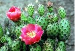 Opuntia debreczyi, DeLanoy