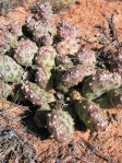 Opuntia debreczyi, Mule Creek Ruin, UT