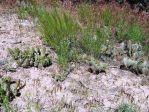 Opuntia debreczyi (left), O. polyacantha schweriniana (right), Meeker, CO