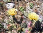 Opuntia debreczyi, Meeker, CO