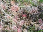 Opuntia debreczyi, Salt Lake City area, UT