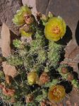 Opuntia debreczyi, Western Colorado Botanical Gardens, Grand Junction, CO