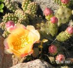 Opuntia debreczyi, Northern Nurseries