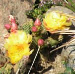 Opuntia debreczyi, Northern Nurseries