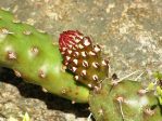 Opuntia debreczyi, Northern Nurseries