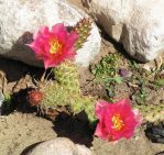 Opuntia debreczyi, Northern Nurseries