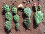 Opuntia debreczyi, ne side of La Sal Mts, UT