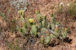 Opuntia debreczyi, Patrick Alexander