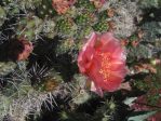 Opuntia debreczyi, Coral Rose, Grand Junction Botanic Garden