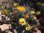 Opuntia debreczyi foreground, Opuntia polyacantha hystricina background