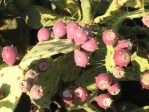 Opuntia dillenii, Kenya, Africa