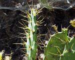 Opuntia dillenii, H Freese