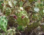 Opuntia dillenii, H Freese