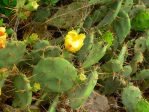 Opuntia dillenii, Wikimedia