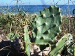 Opuntia dillenii, Florida