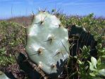 Opuntia dillenii, Florida