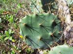 Opuntia dillenii, Florida