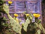 Opuntia dillenii, garden plant