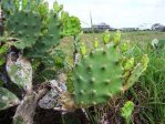 Opuntia dillenii, Florida