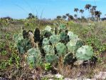 Opuntia dillenii, Florida