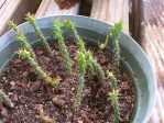 Opuntia dillenii, seedlings