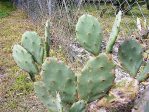 Opuntia dillenii