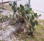 Opuntia dillenii