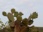 Opuntia dillenii, Dinesh Valke