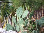 Opuntia dillenii, Florida Keys