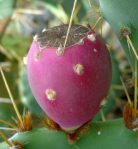 Opuntia dillenii, beautiful plant, La Pesca, Central Coast of Tamaulipas, Mexico, Lex Garcia