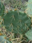 Opuntia dillenii, beautiful plant, La Pesca, Central Coast of Tamaulipas, Mexico, Lex Garcia