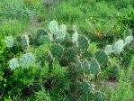 Opuntia dillenii, beautiful plant, La Pesca, Central Coast of Tamaulipas, Mexico, Lex Garcia