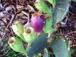 Opuntia dillenii and fruit, Lignumvitae Key