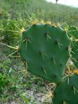 Opuntia dillenii, beautiful plant, La Pesca, Central Coast of Tamaulipas, Lex Garcia