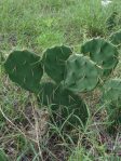 Opuntia dillenii, beautiful plant, La Pesca, Central Coast of Tamaulipas, Lex Garcia